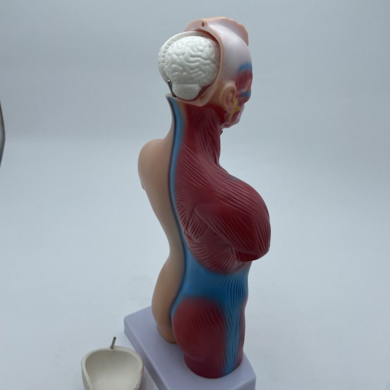 Анатомическая модель с внутренними органами